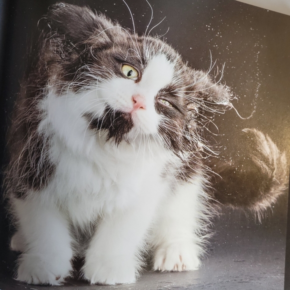 Shake Cats ● Lick Cats Book By Carli Davidson - Hardcover - Picture 5 of 12